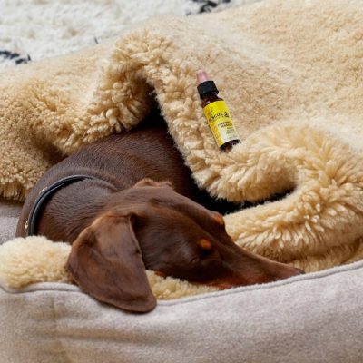 Rescue Remedy PET Dropper 20ml – תמונה 4